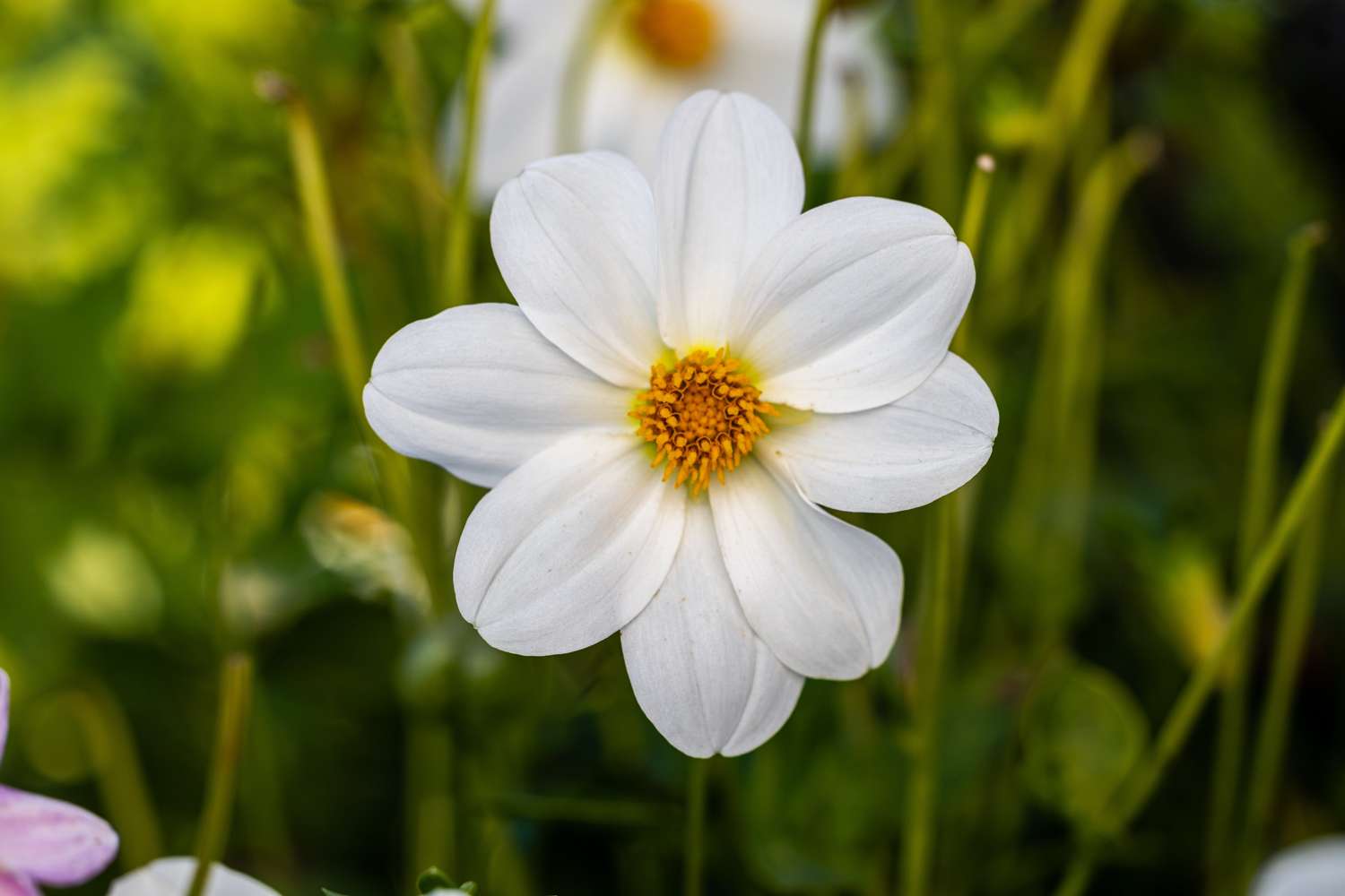 Dahlia 'Sneezy'